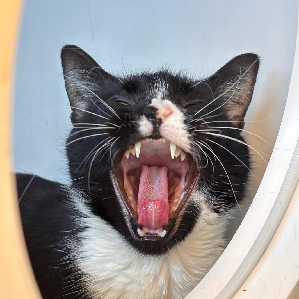 Enlarge Gypsy, a Adoptable Domestic Short Hair in Council Bluffs, IA image 2/4