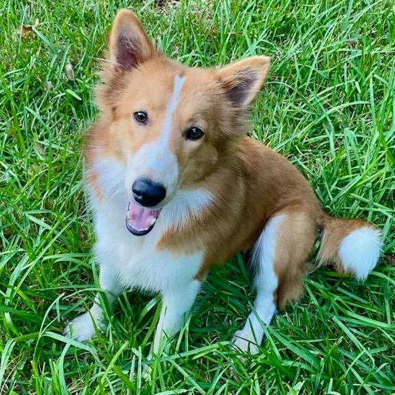 Olive, Adoptable, Young Female Collie.
