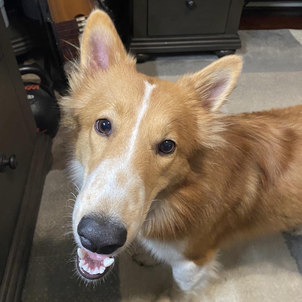 Enlarge Olive, a Adoptable Collie in Houston, TX image 2/5