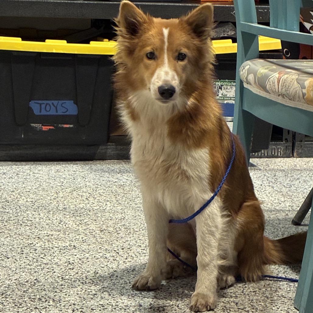 Enlarge Olive, a Adoptable Collie in Houston, TX image 3/5