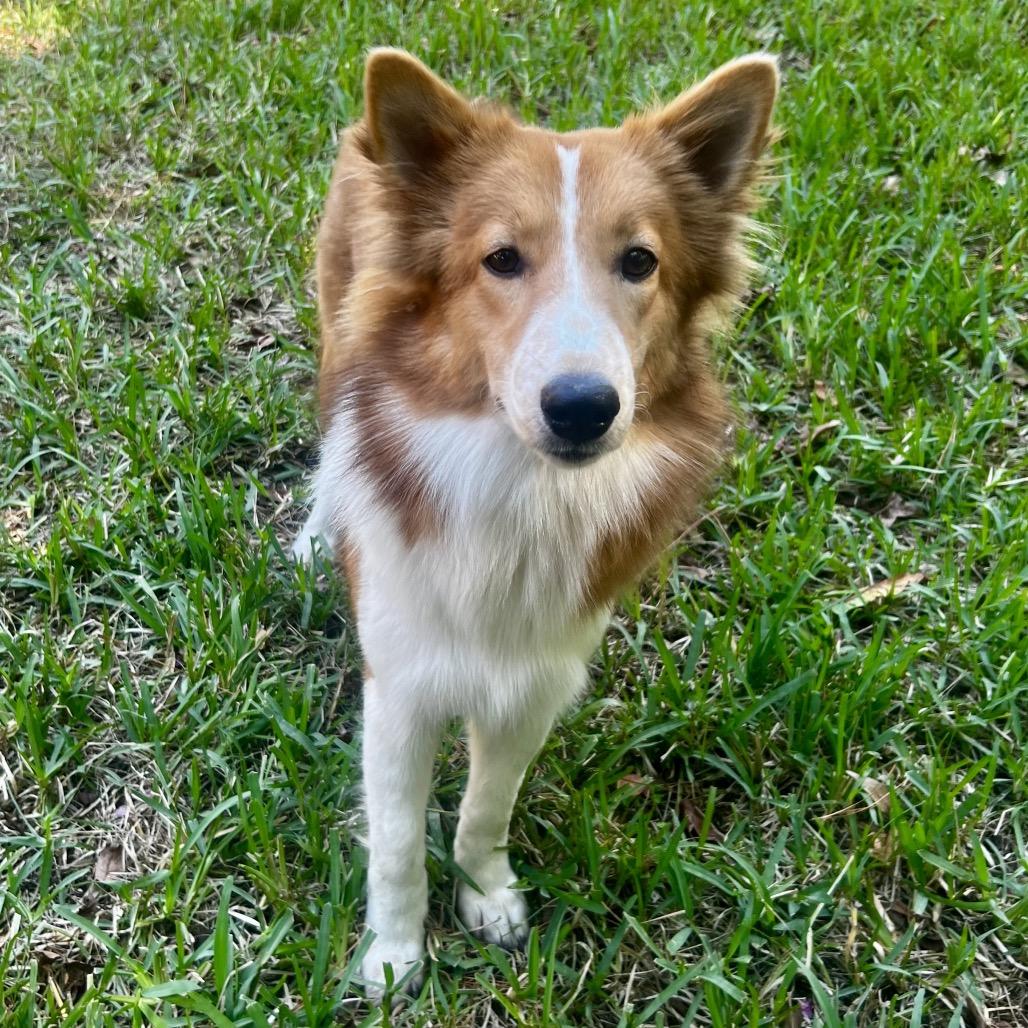 Enlarge Olive, a Adoptable Collie in Houston, TX image 4/5