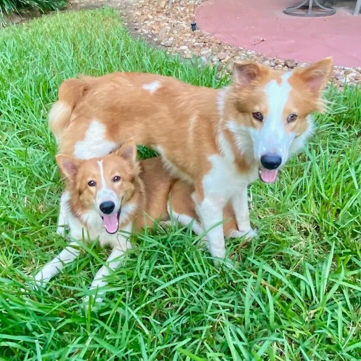 Enlarge Olive, a Adoptable Collie in Houston, TX image 5/5