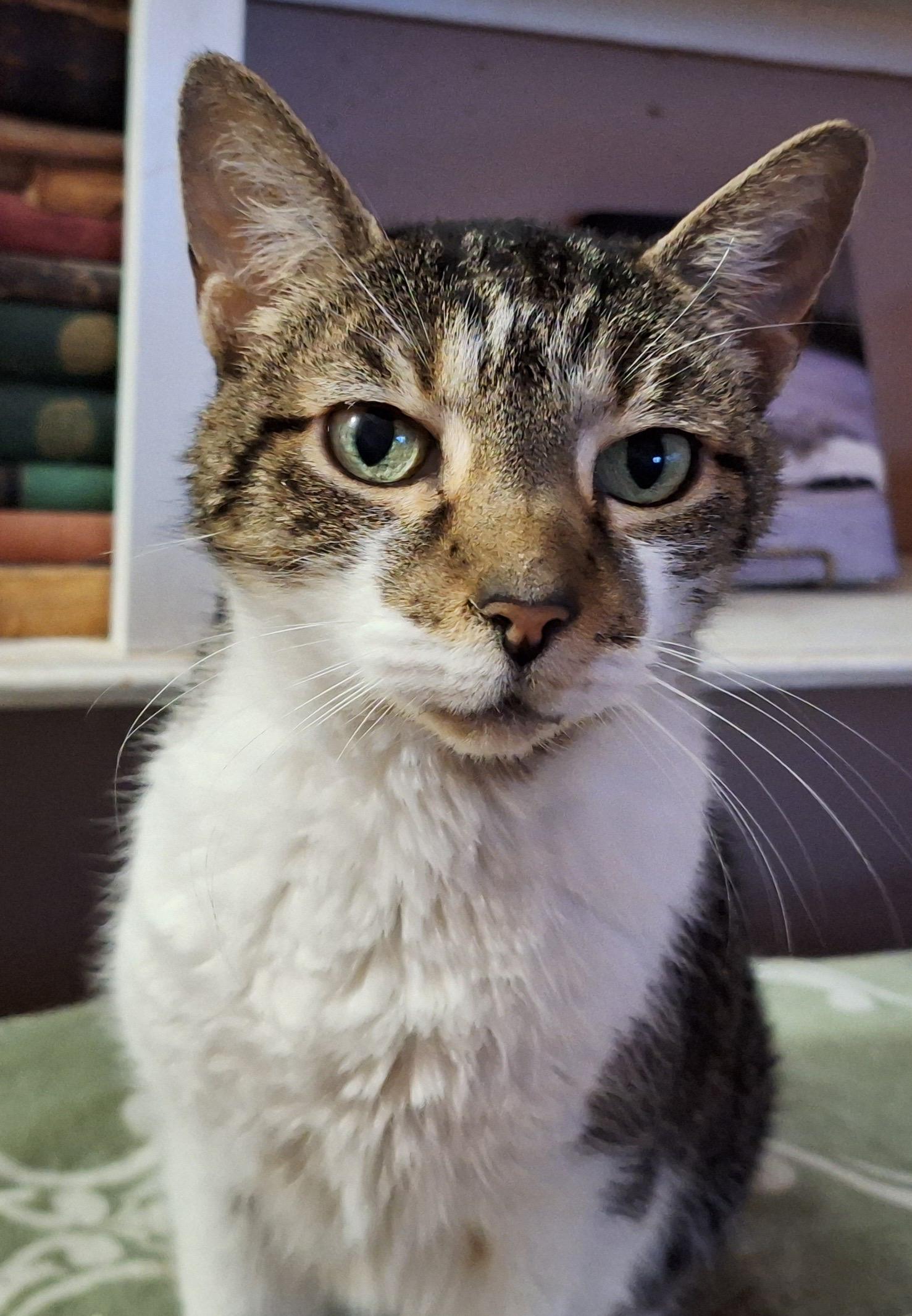 Sophie, Senior Female unknown