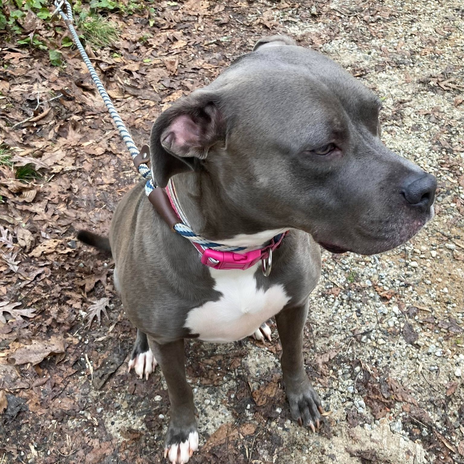 Mandy Kit, a Adoptable Pit Bull Terrier in Roswell, GA image 5/6