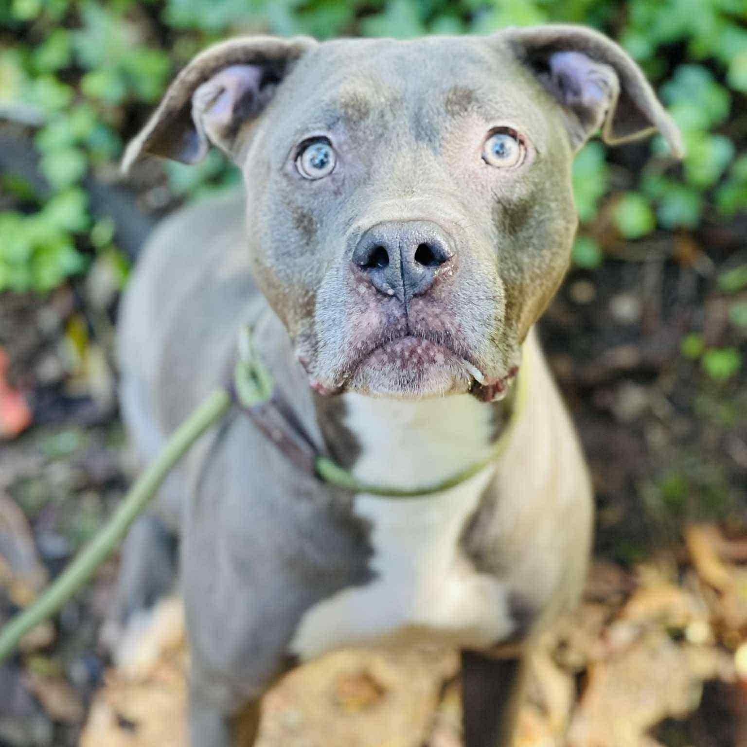 Mandy Kit, a Adoptable Pit Bull Terrier in Roswell, GA image 4/6