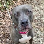 Mandy Kit, a Adoptable Pit Bull Terrier in Roswell, GA image 6/6