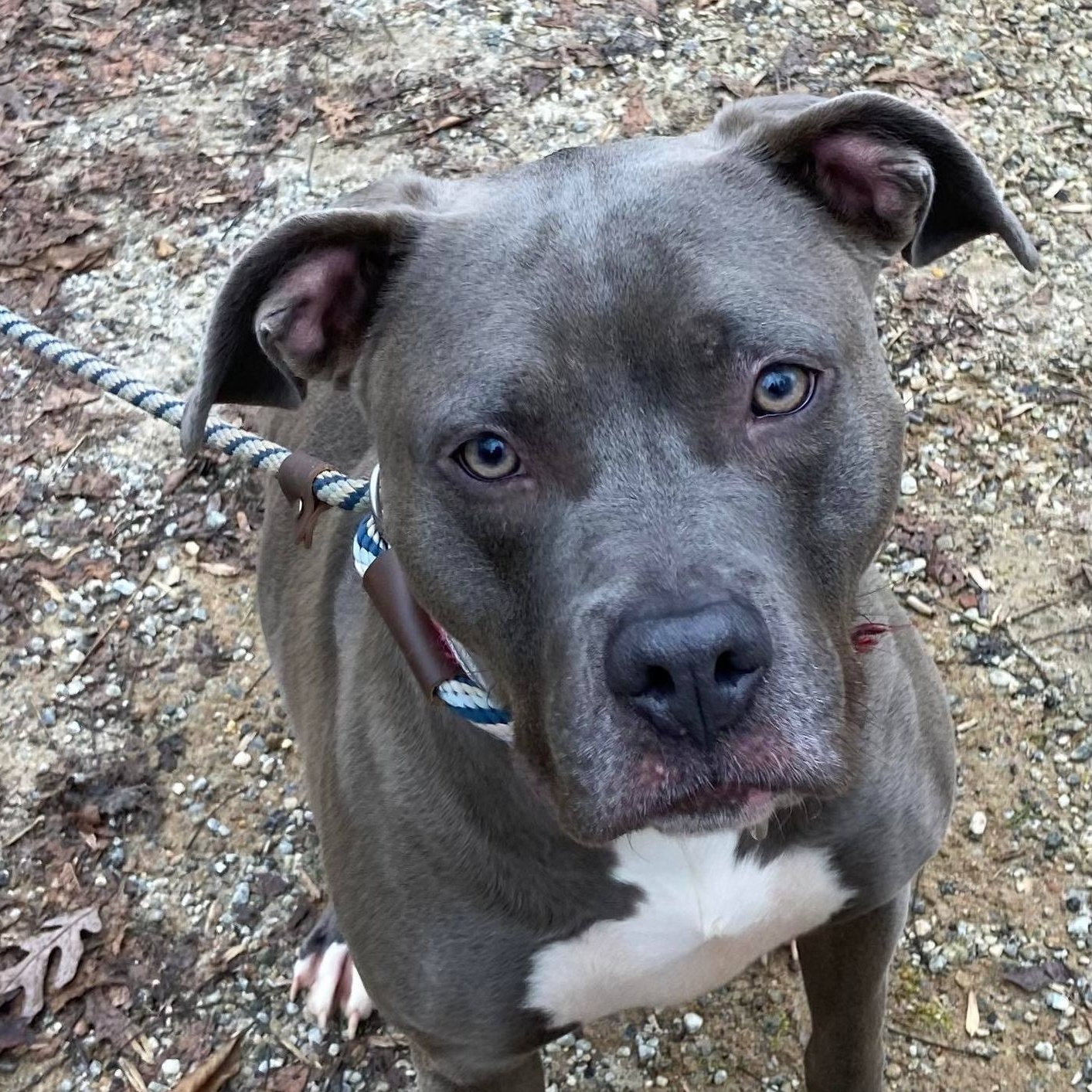 Mandy Kit, a Adoptable Pit Bull Terrier in Roswell, GA image 2/6
