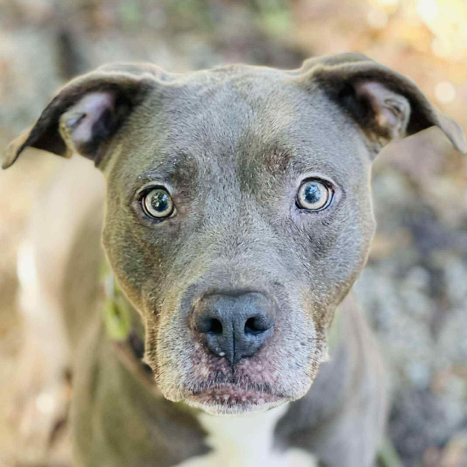 Mandy Kit, a Adoptable Pit Bull Terrier in Roswell, GA image 3/6