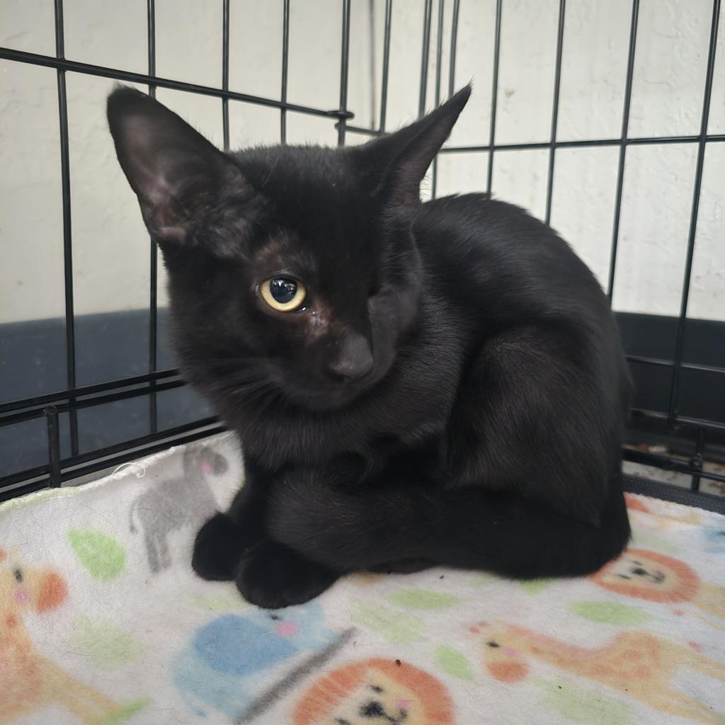 Dobby, a Adoptable Domestic Short Hair in Jacksonville, OR image 2/4