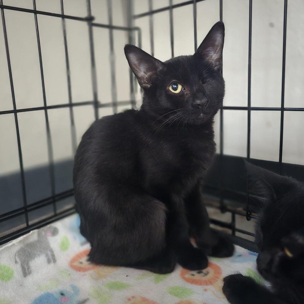 Dobby, a Adoptable Domestic Short Hair in Jacksonville, OR image 3/4