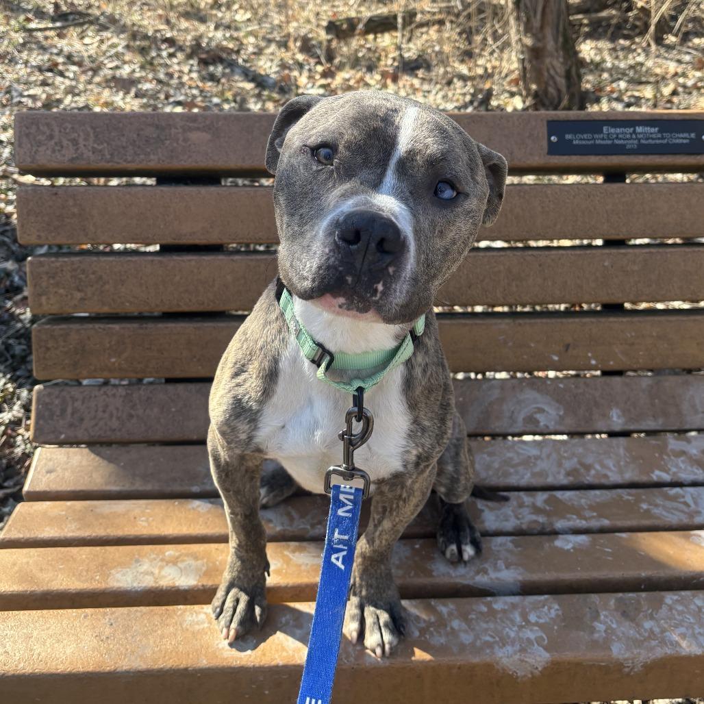 Carl, Adoptable, Adult Male Pit Bull Terrier & Mixed Breed.