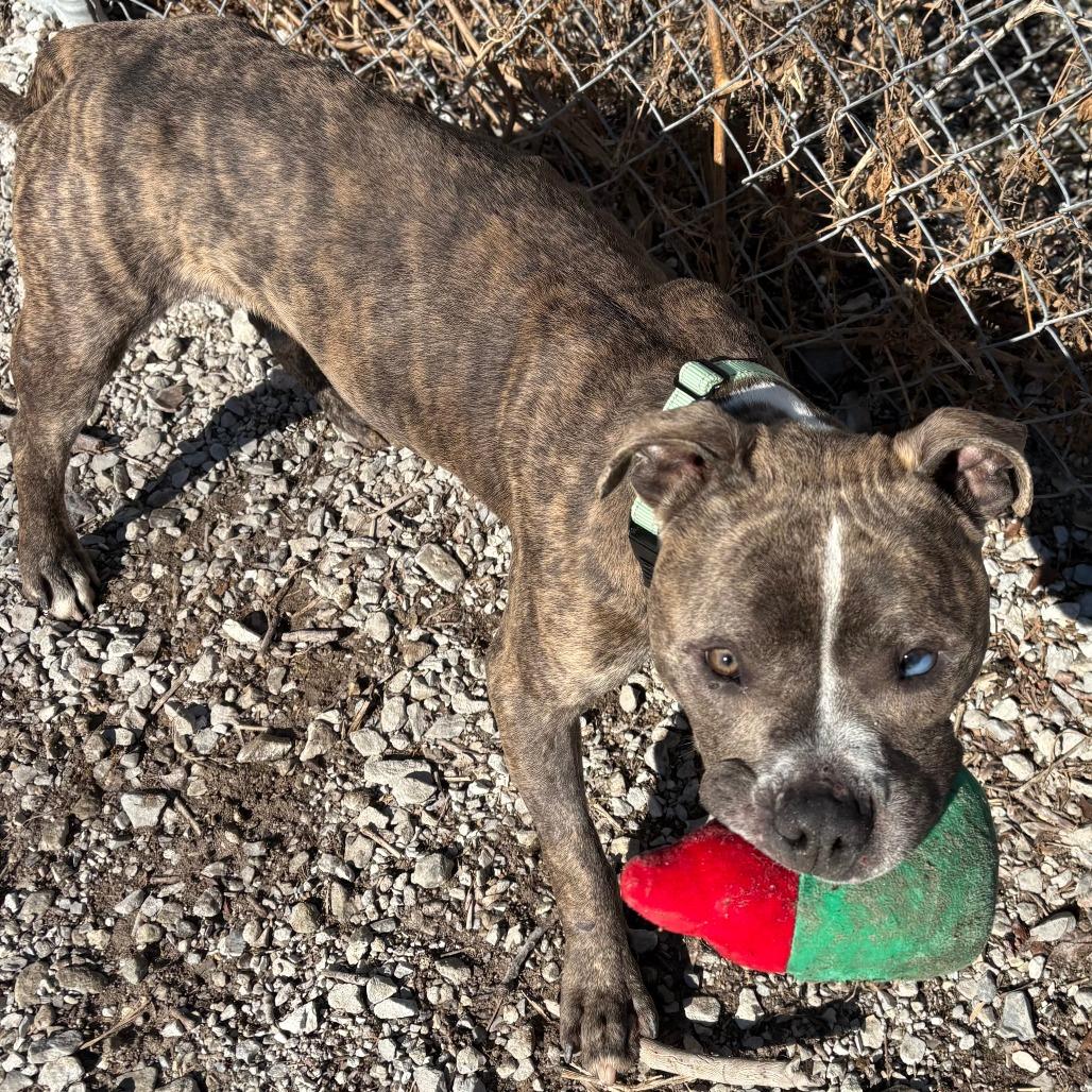 Enlarge Carl, a Adoptable mixed breed in Columbia, MO image 2/5