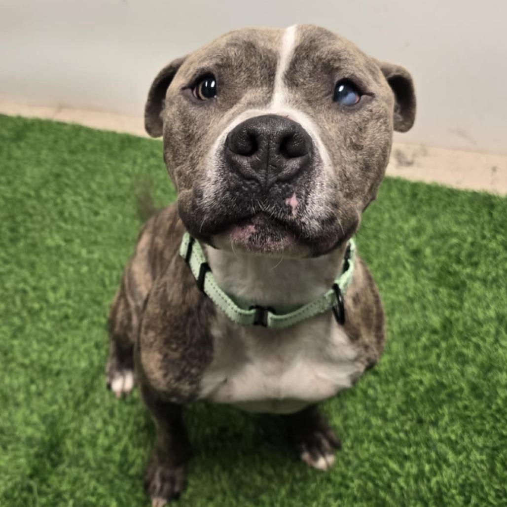 Enlarge Carl, a Adoptable mixed breed in Columbia, MO image 3/5