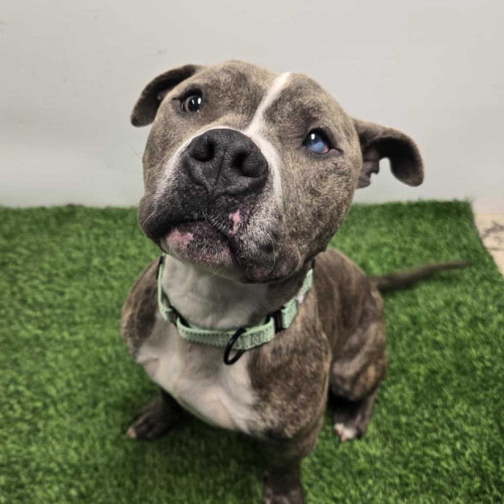 Enlarge Carl, a Adoptable mixed breed in Columbia, MO image 4/5