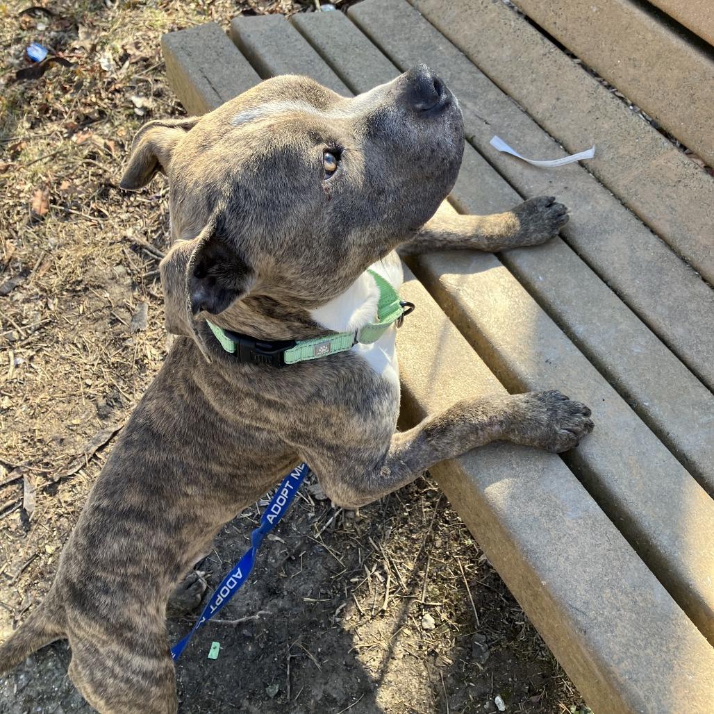 Enlarge Carl, a Adoptable mixed breed in Columbia, MO image 5/5