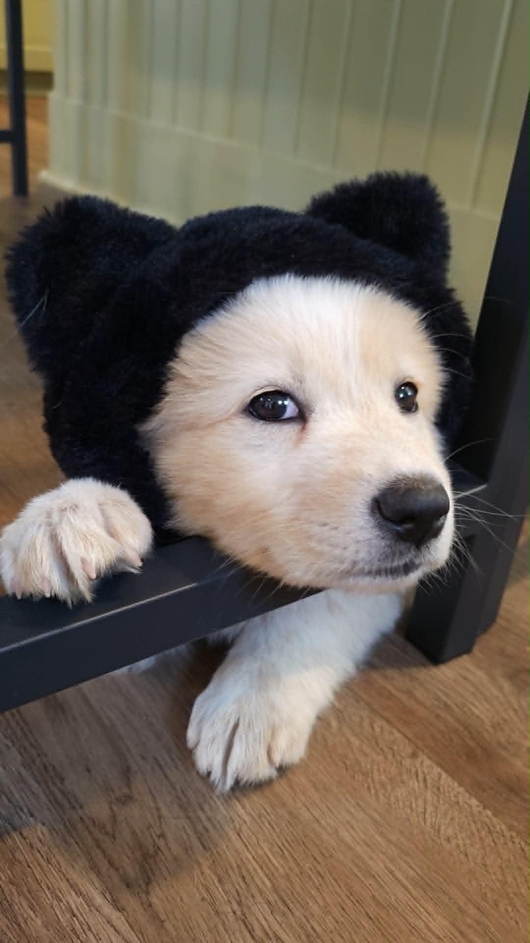 Marshmallow, a ADOPTABLE mixed breed in Wurtsboro, NY image 4/6