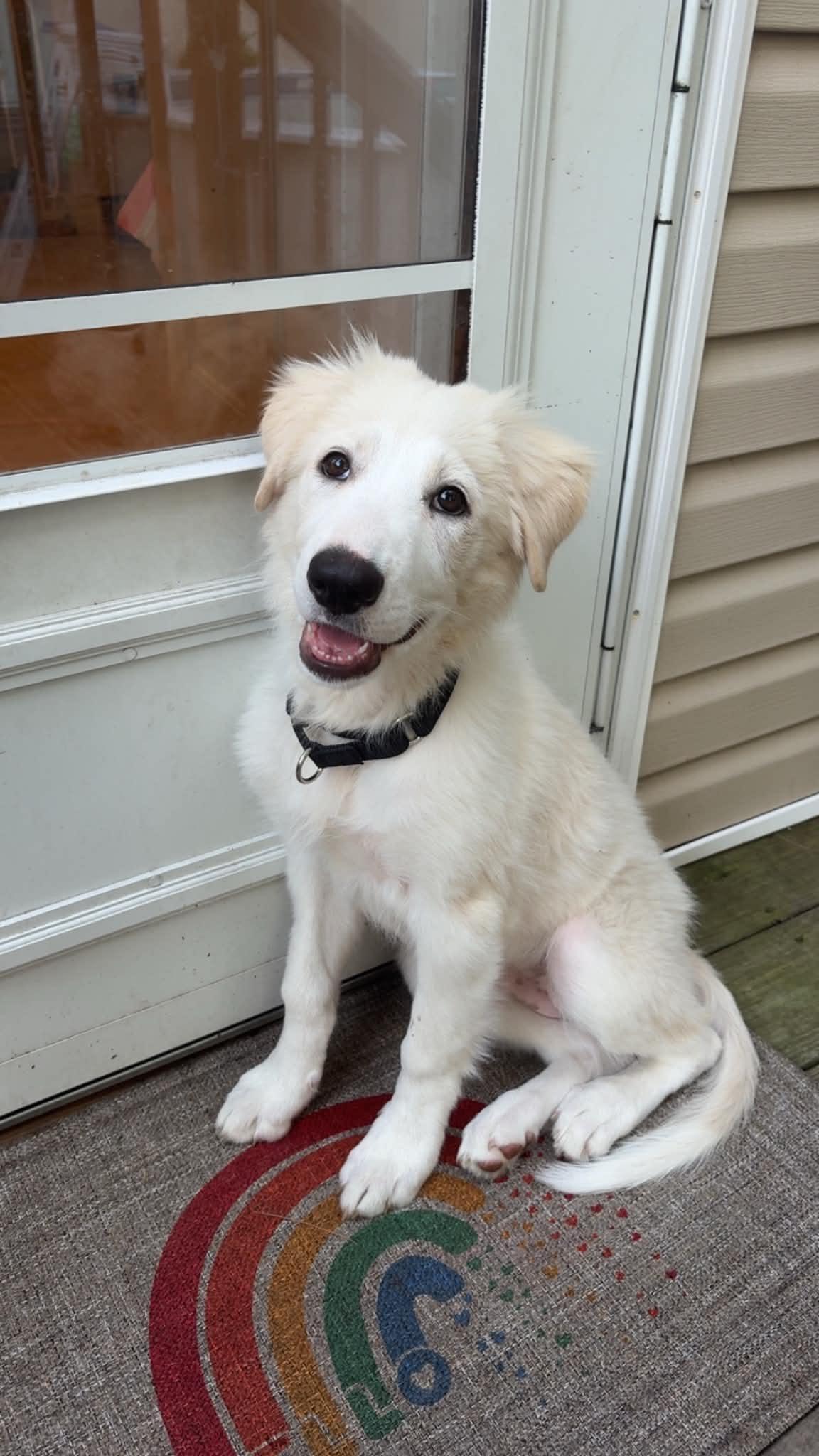 Marshmallow, a ADOPTABLE mixed breed in Wurtsboro, NY image 1/6