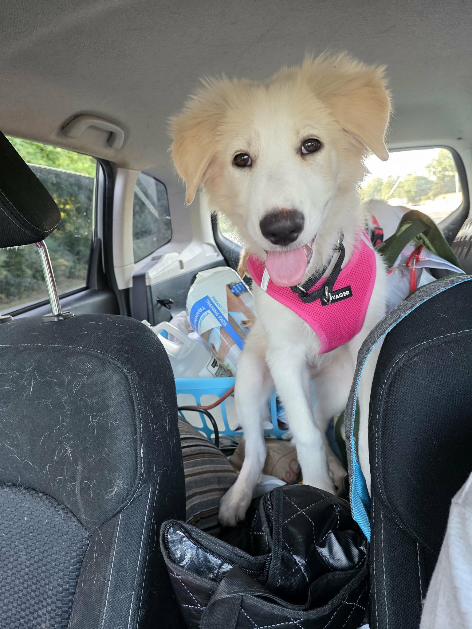 Marshmallow, a ADOPTABLE mixed breed in Wurtsboro, NY image 2/6