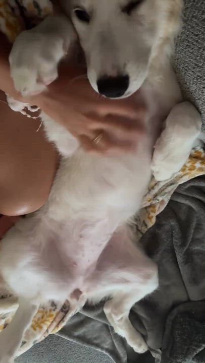 Enlarge Marshmallow, a ADOPTABLE mixed breed in Wurtsboro, NY video 5/6