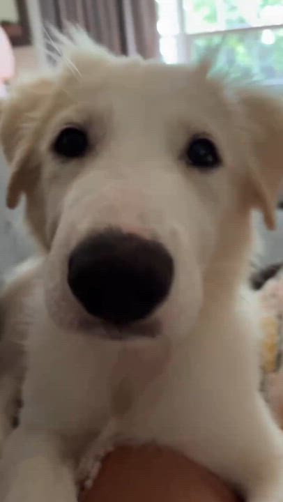 Enlarge Marshmallow, a ADOPTABLE mixed breed in Wurtsboro, NY video 6/6