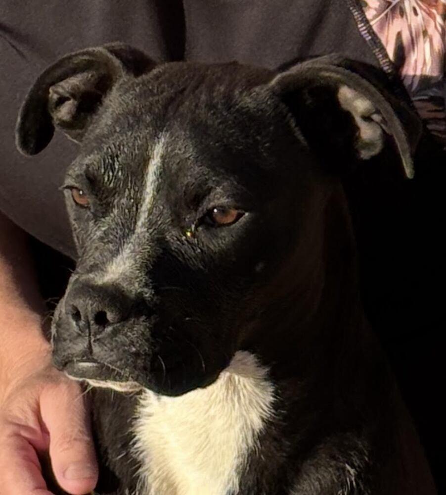 Pookie, Adoptable, Young Female Boxer & Pit Bull Terrier.