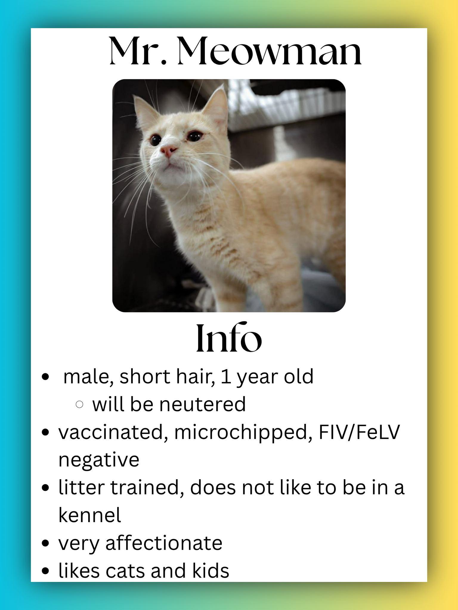 Mr. Meowman, ADOPTABLE, Young Male Domestic Short Hair.