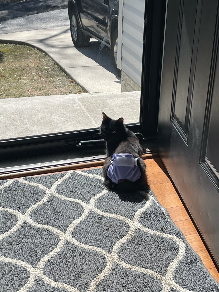 Enlarge Freedom, a Adoptable Domestic Medium Hair in Baltimore, MD image 8/8