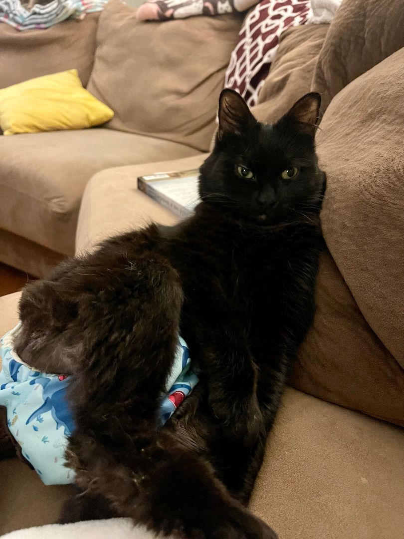 Enlarge Freedom, a Adoptable Domestic Medium Hair in Baltimore, MD image 7/8