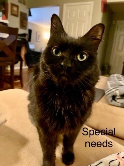 Freedom, a Adoptable Domestic Medium Hair in Baltimore, MD image 1/8