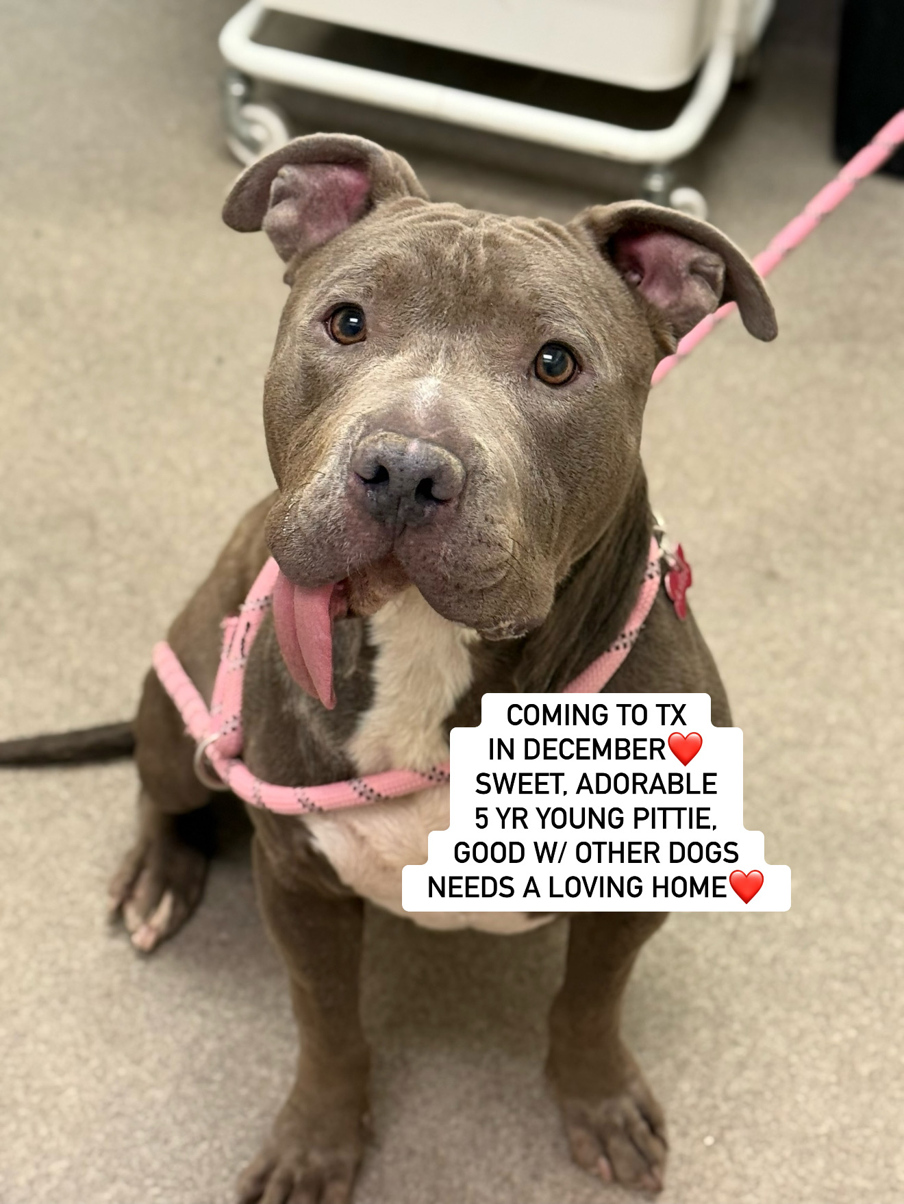 Enlarge HANDSOME HERBIE, a Adoptable Pit Bull Terrier in Rockdale, TX image 1/2