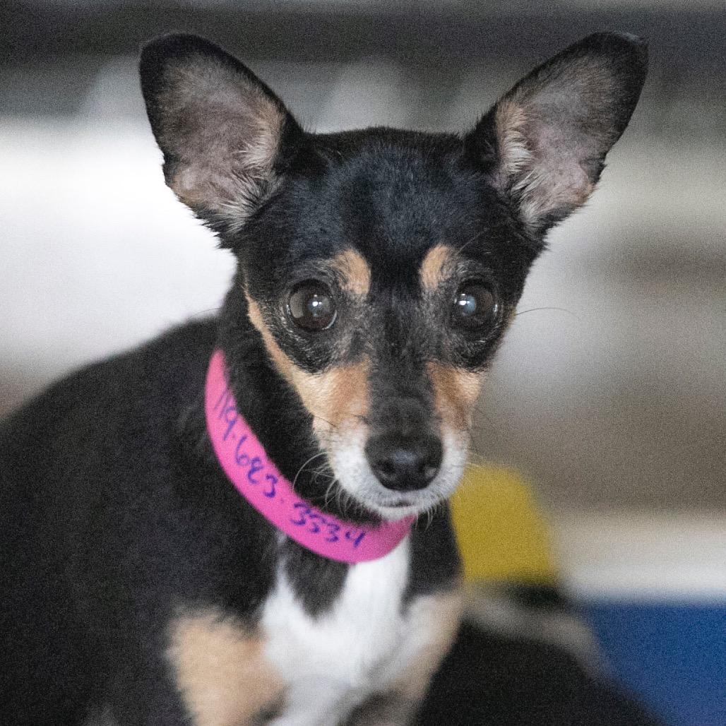 Cupie (OT25-152), a Adoptable Chihuahua in Bendena, KS image 2/6