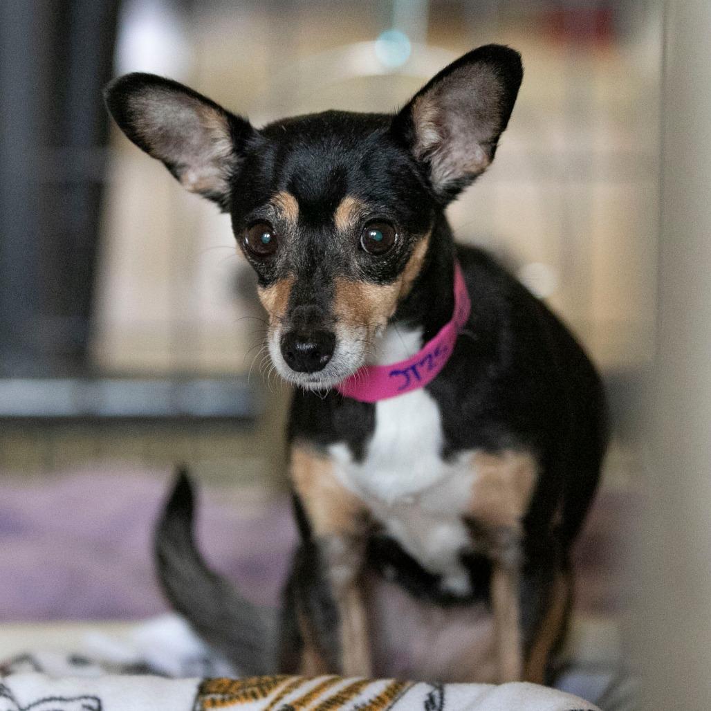 Cupie (OT25-152), a Adoptable Chihuahua in Bendena, KS image 3/6