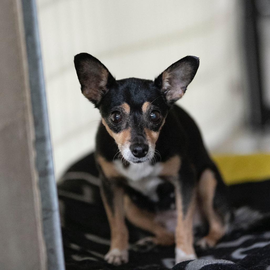 Cupie (OT25-152), a Adoptable Chihuahua in Bendena, KS image 5/6