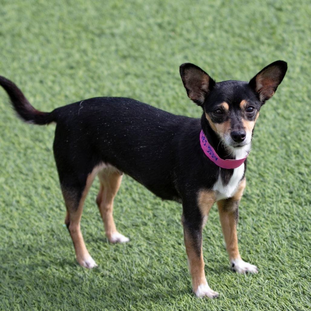 Cupie (OT25-152), a Adoptable Chihuahua in Bendena, KS image 6/6