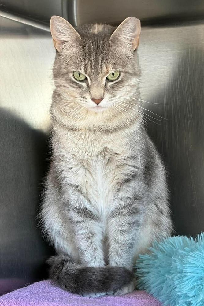 Enlarge Ivory, a Adoptable mixed breed in Fremont, NE image 1/2