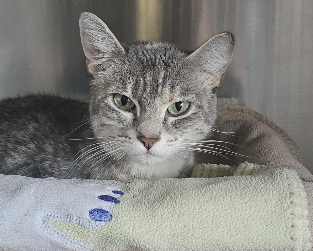 Enlarge Ivory, a Adoptable mixed breed in Fremont, NE image 2/2