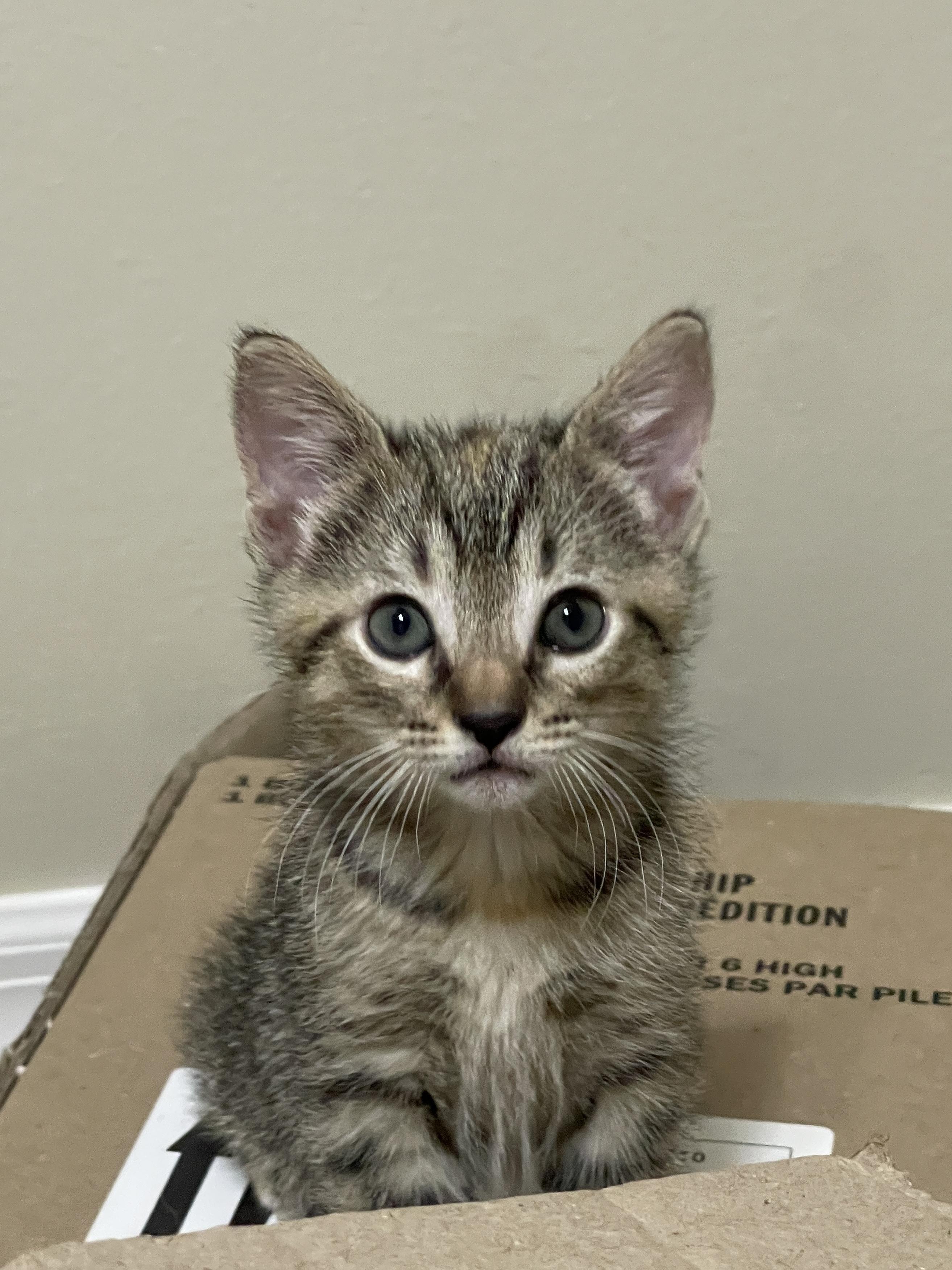 Enlarge Swiss, a Adoptable Domestic Short Hair in Tampa, FL image 5/5