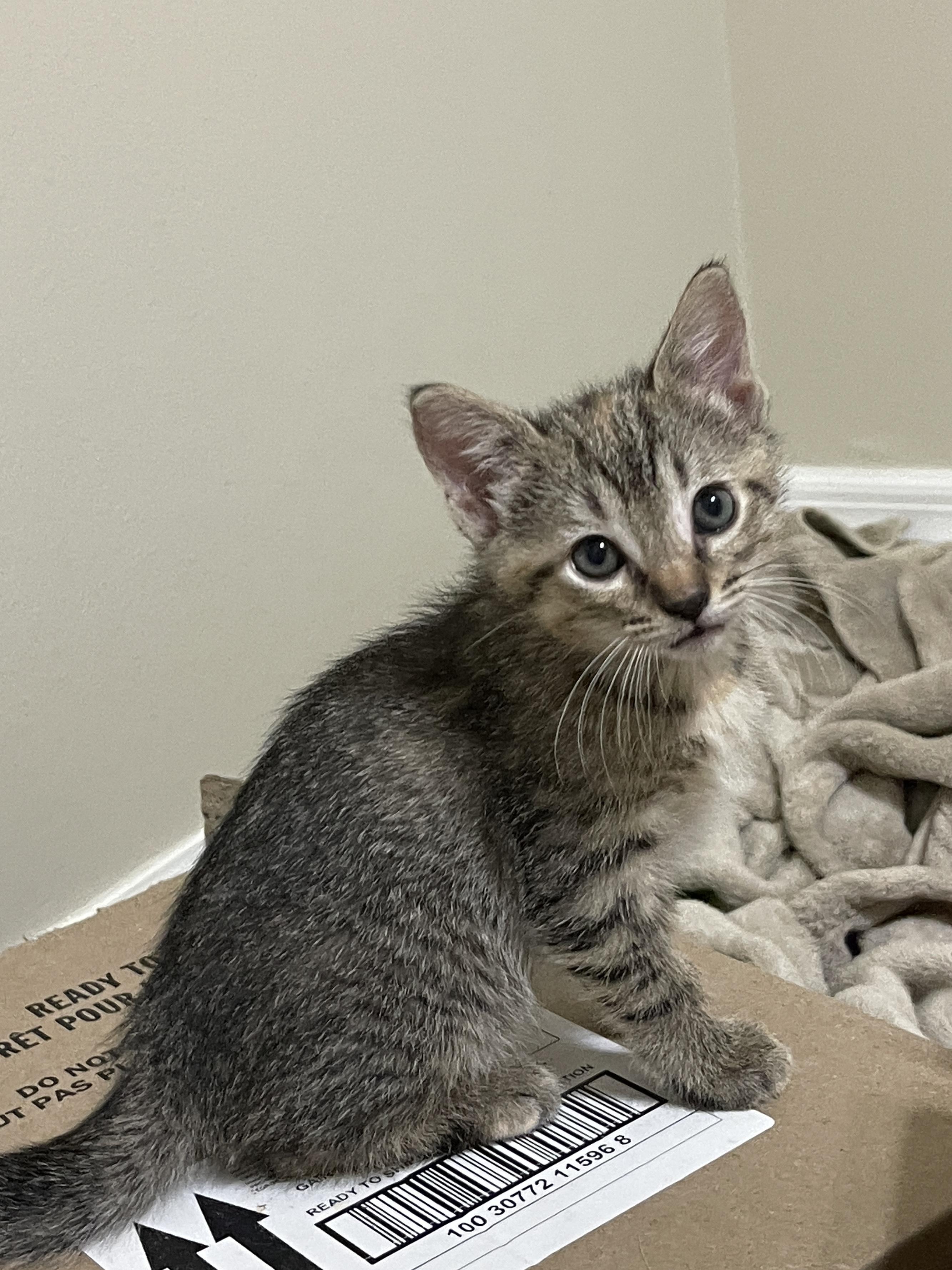 Enlarge Swiss, a Adoptable Domestic Short Hair in Tampa, FL image 3/5