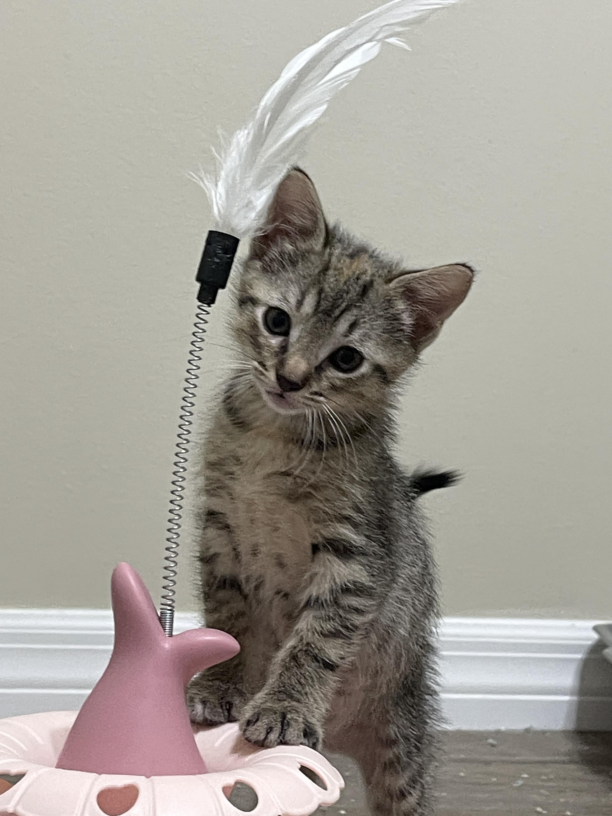 Enlarge Swiss, a Adoptable Domestic Short Hair in Tampa, FL image 2/5