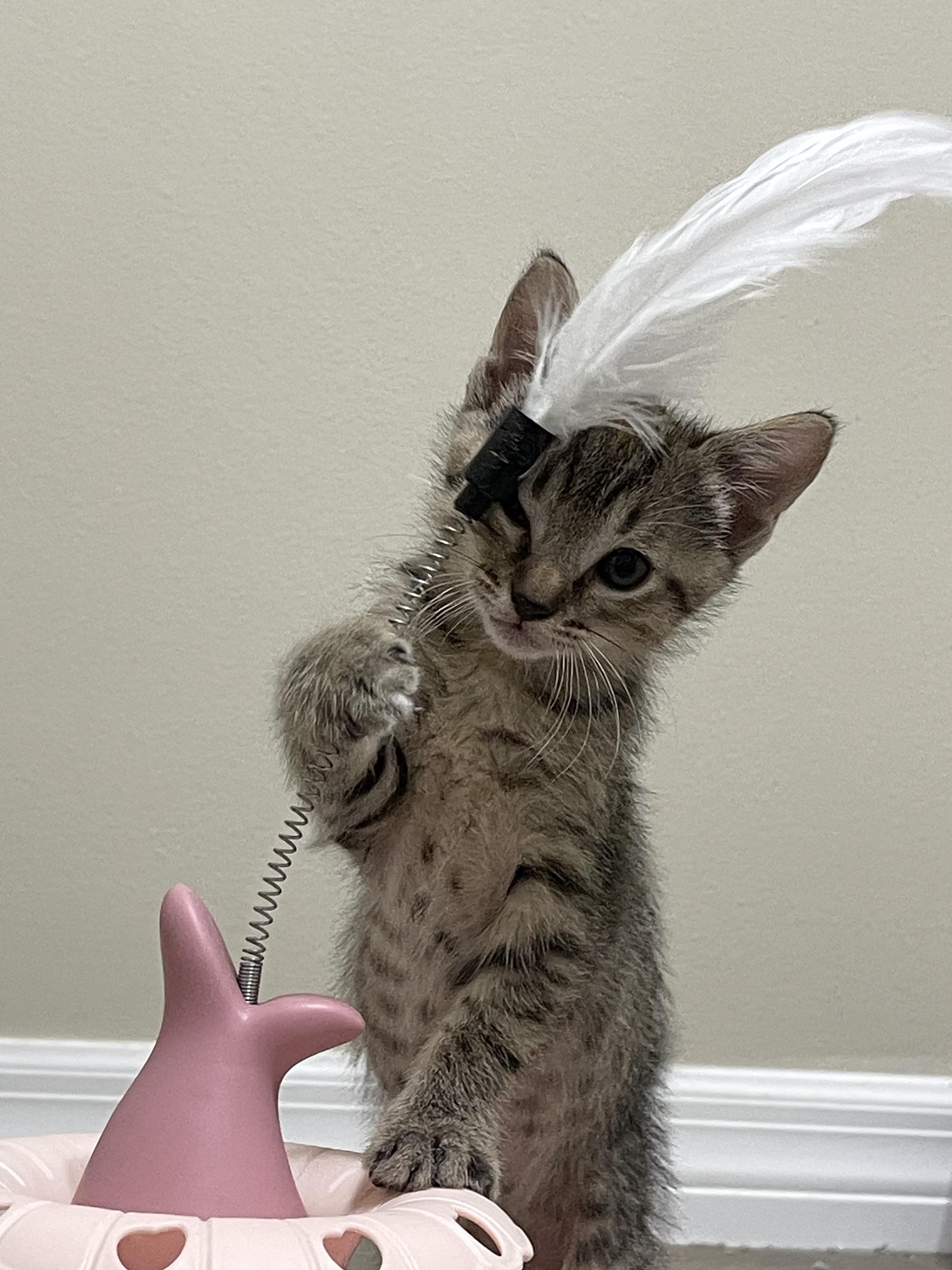 Enlarge Swiss, a Adoptable Domestic Short Hair in Tampa, FL image 4/5