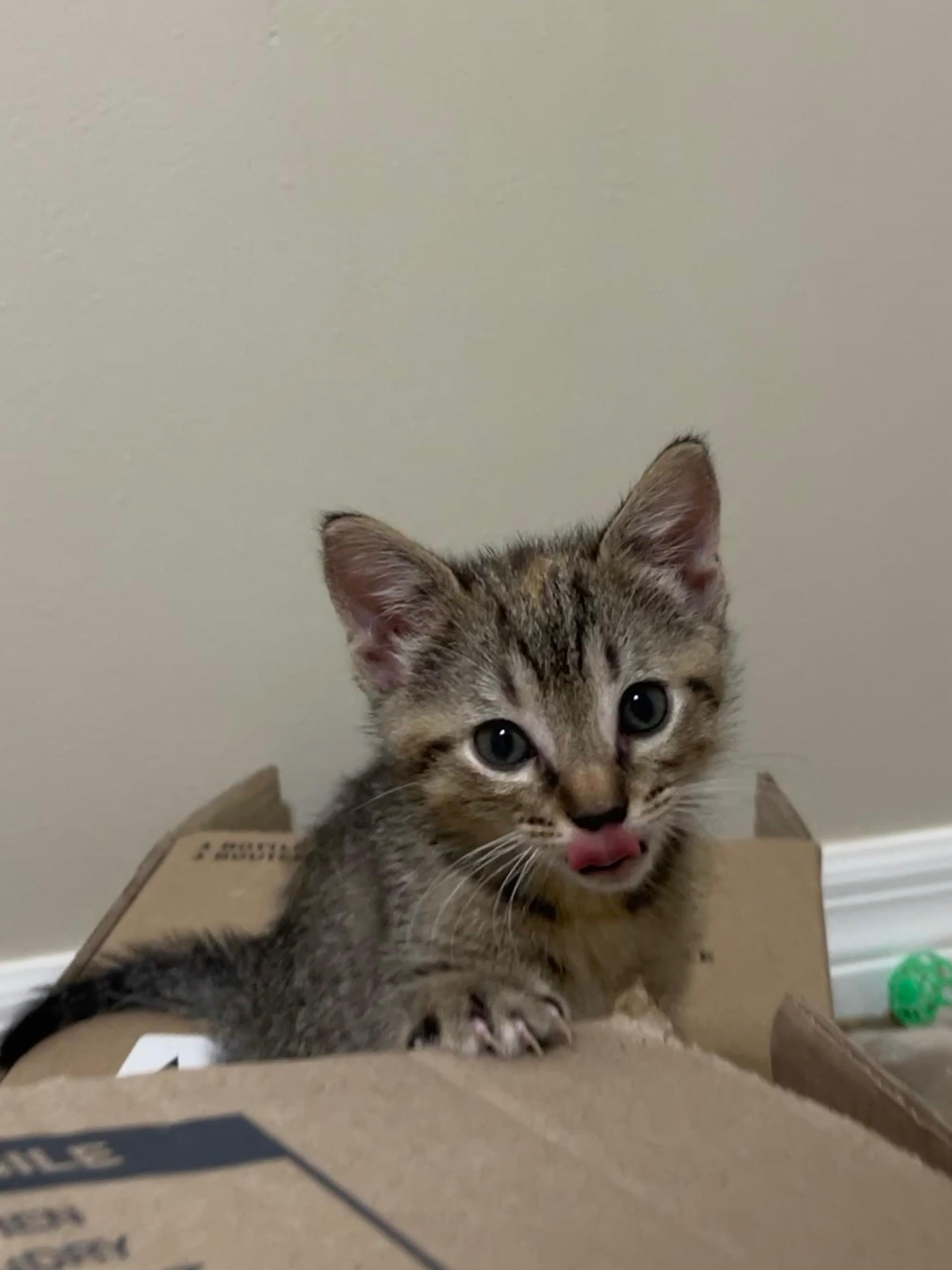Swiss, Adoptable, Kitten Female Domestic Short Hair.