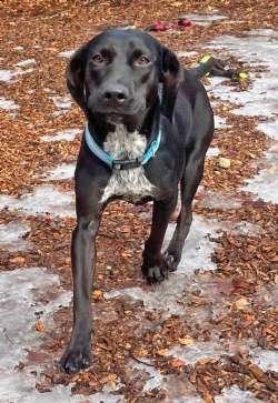 Oreo, ADOPTABLE, Puppy Female Labrador Retriever & Whippet.