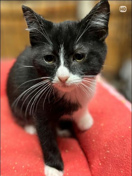 Enlarge Chutney, an adopted Domestic Short Hair in Wilmington, NC image 1/2