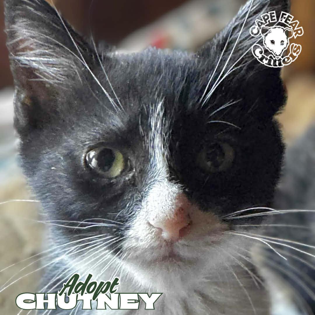 Enlarge Chutney, an adopted Domestic Short Hair in Wilmington, NC image 2/2