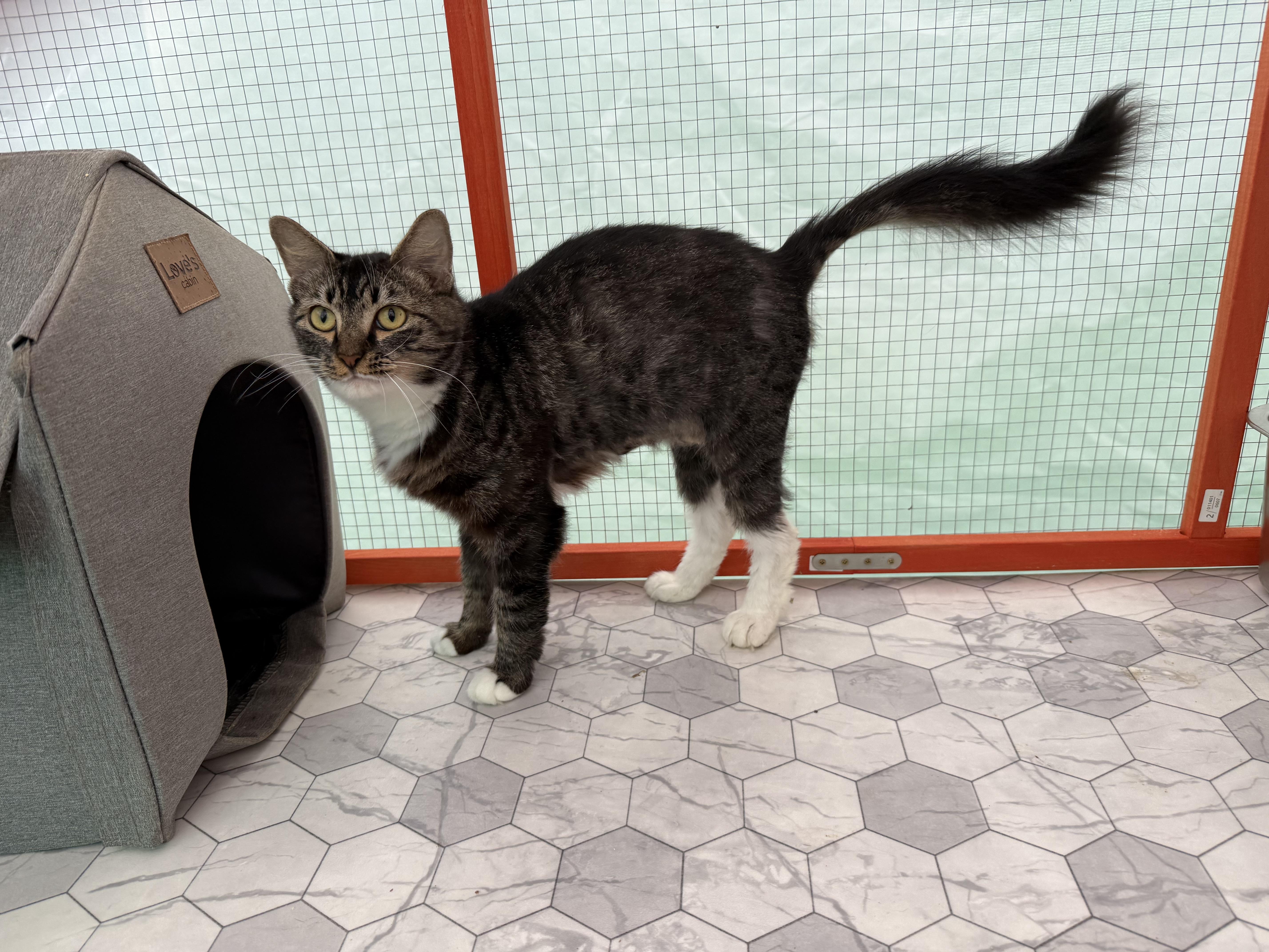 Enlarge Martha and Besty (sisters adoption or single), a Adoptable Domestic Short Hair in Mist, OR image 2/2