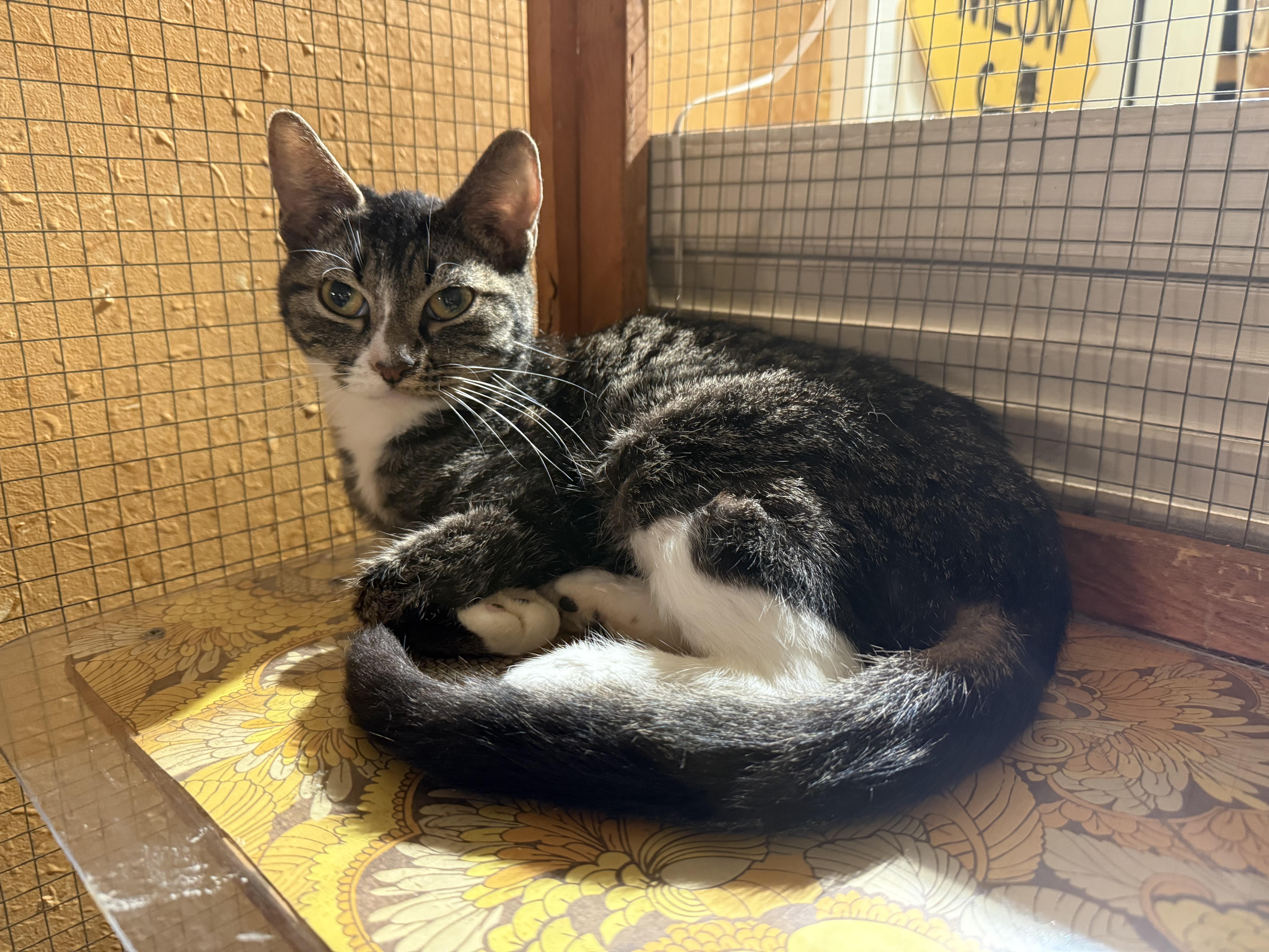 Martha and Besty (sisters adoption or single), Adoptable, Young Female Domestic Short Hair.