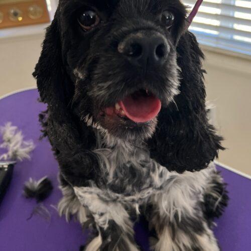 Jackson C 26037, Adoptable, Adult Male Cocker Spaniel.