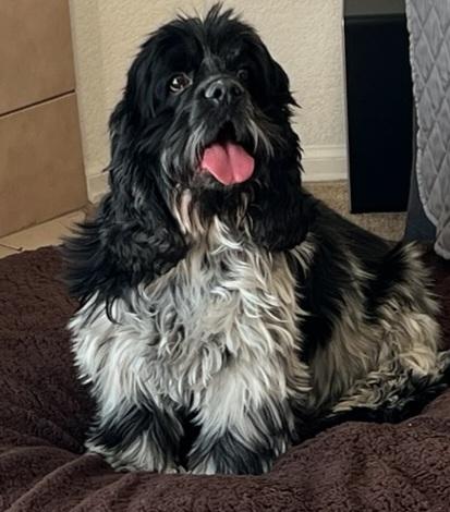Enlarge Jackson C 26037, a Adoptable Cocker Spaniel in Parker, CO image 2/4