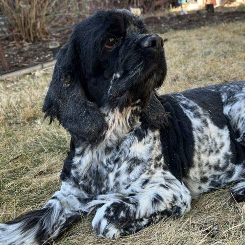 Enlarge Jackson C 26037, a Adoptable Cocker Spaniel in Parker, CO image 3/4