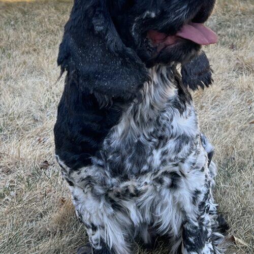 Enlarge Jackson C 26037, a Adoptable Cocker Spaniel in Parker, CO image 4/4